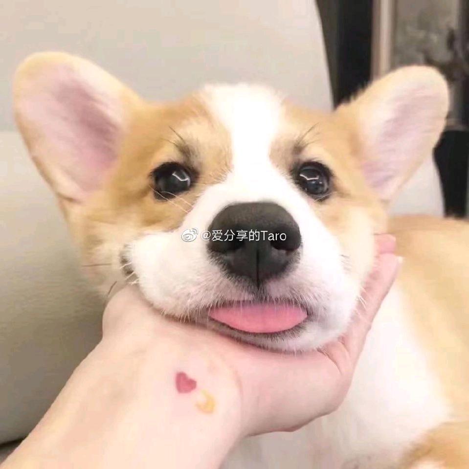 爱吃冰淇淋的螃蟹