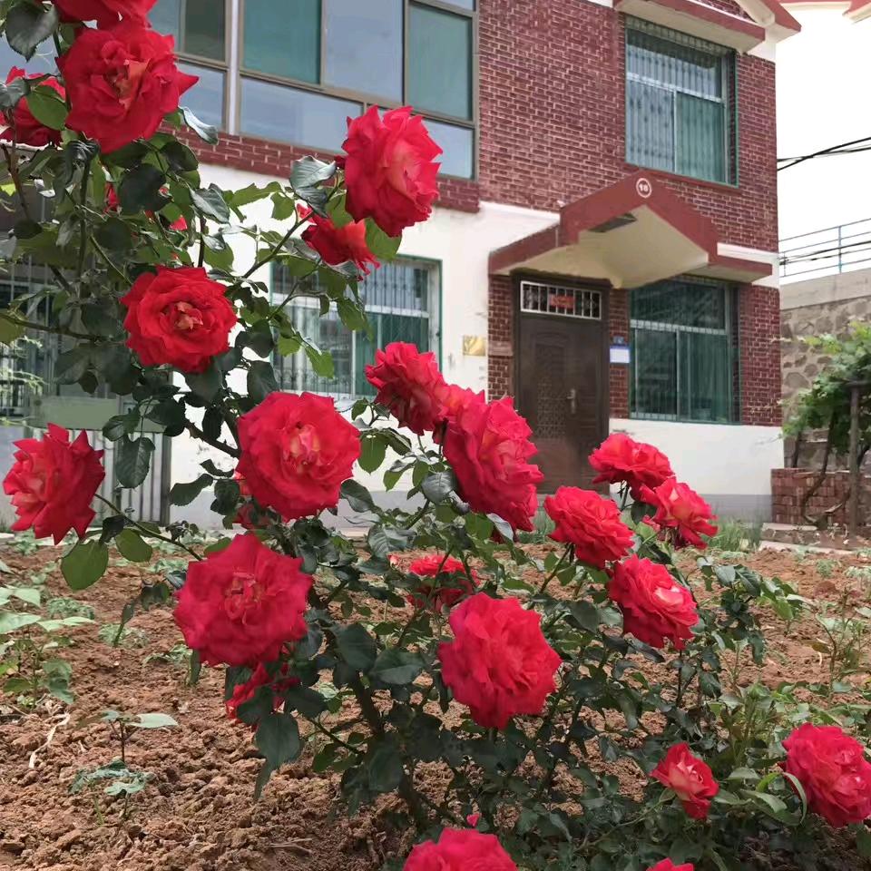 可乐奶奶g