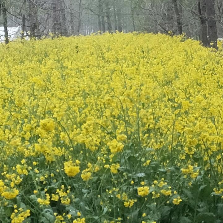 🌹卖马桶的小姐姐