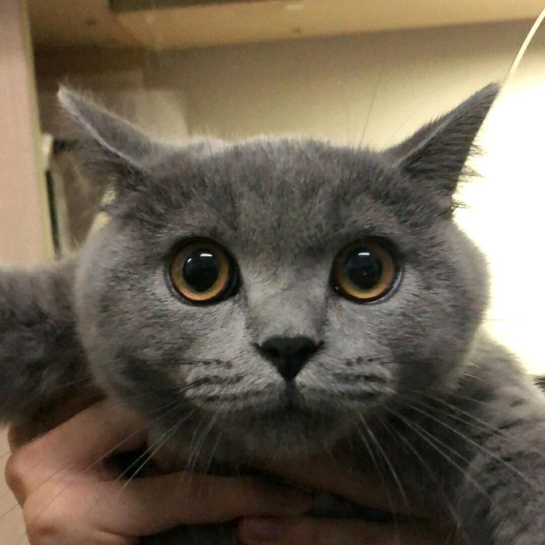 比伯贤