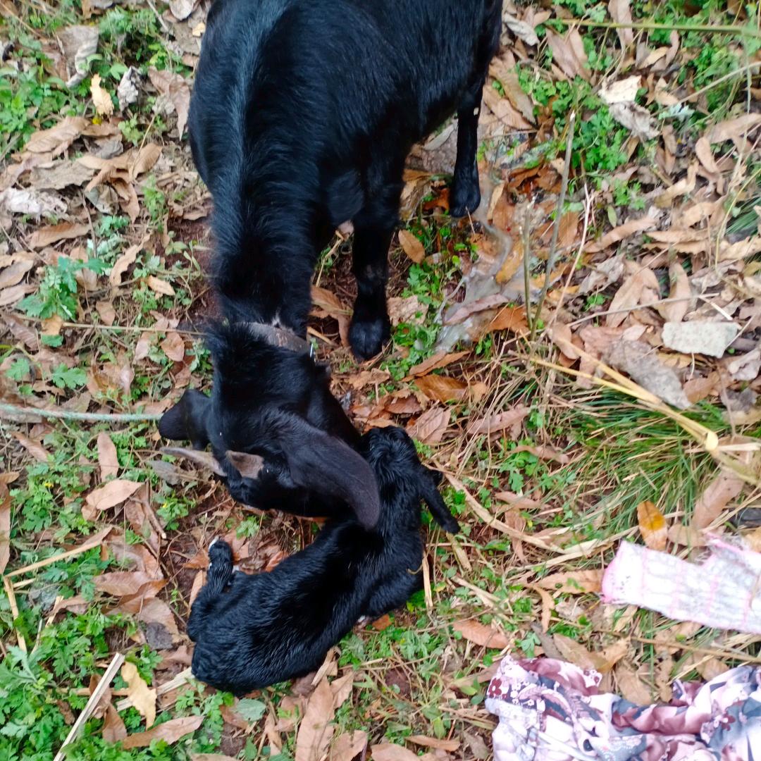 天天放羊，不管天晴下雨