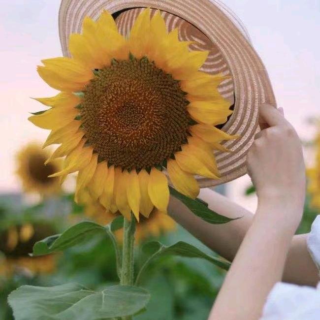 波斯菊
