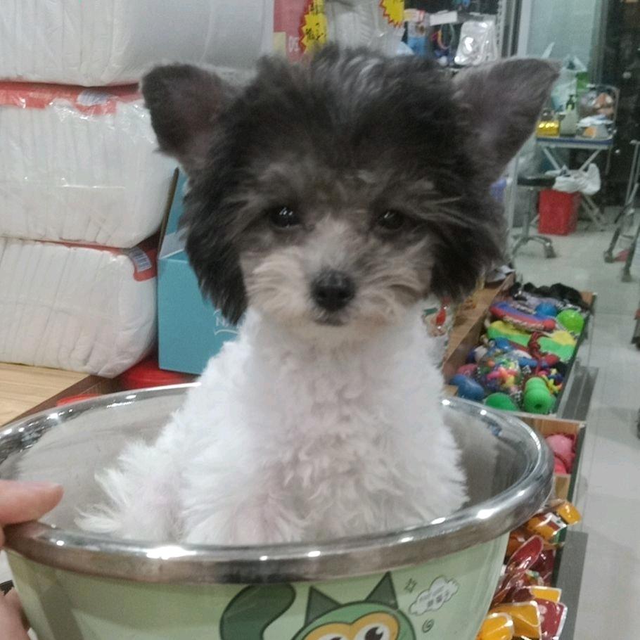 猫不理狗宠物店