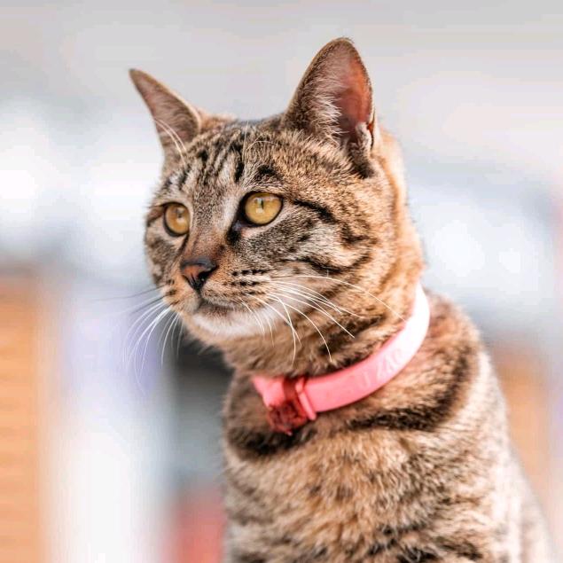 一只孤独的猫 喵～