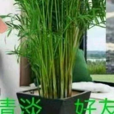 若瑟
