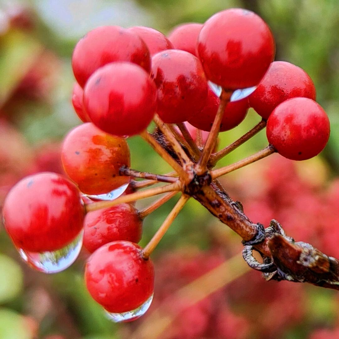 肆葉草🍀🍀🍀
