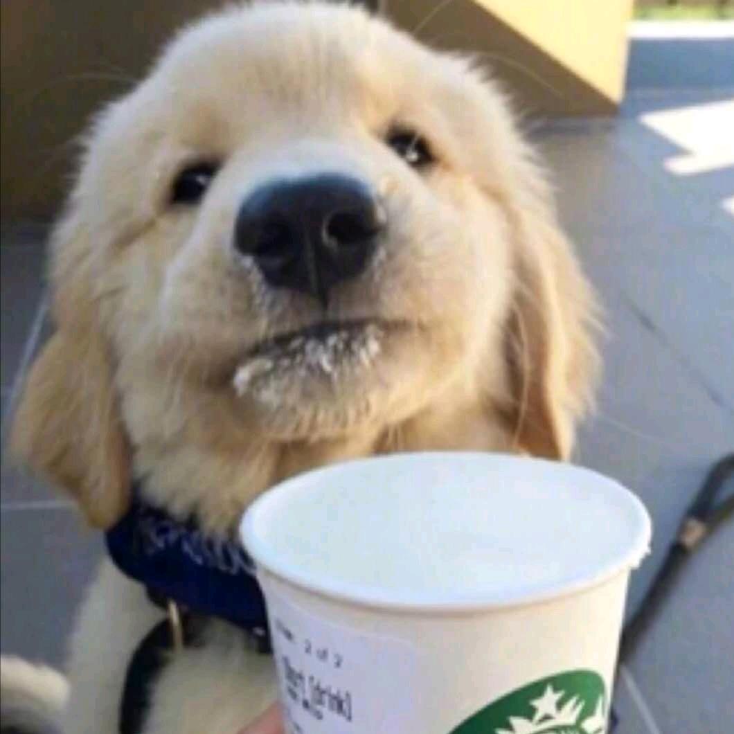 @小安不吃香菜🍯