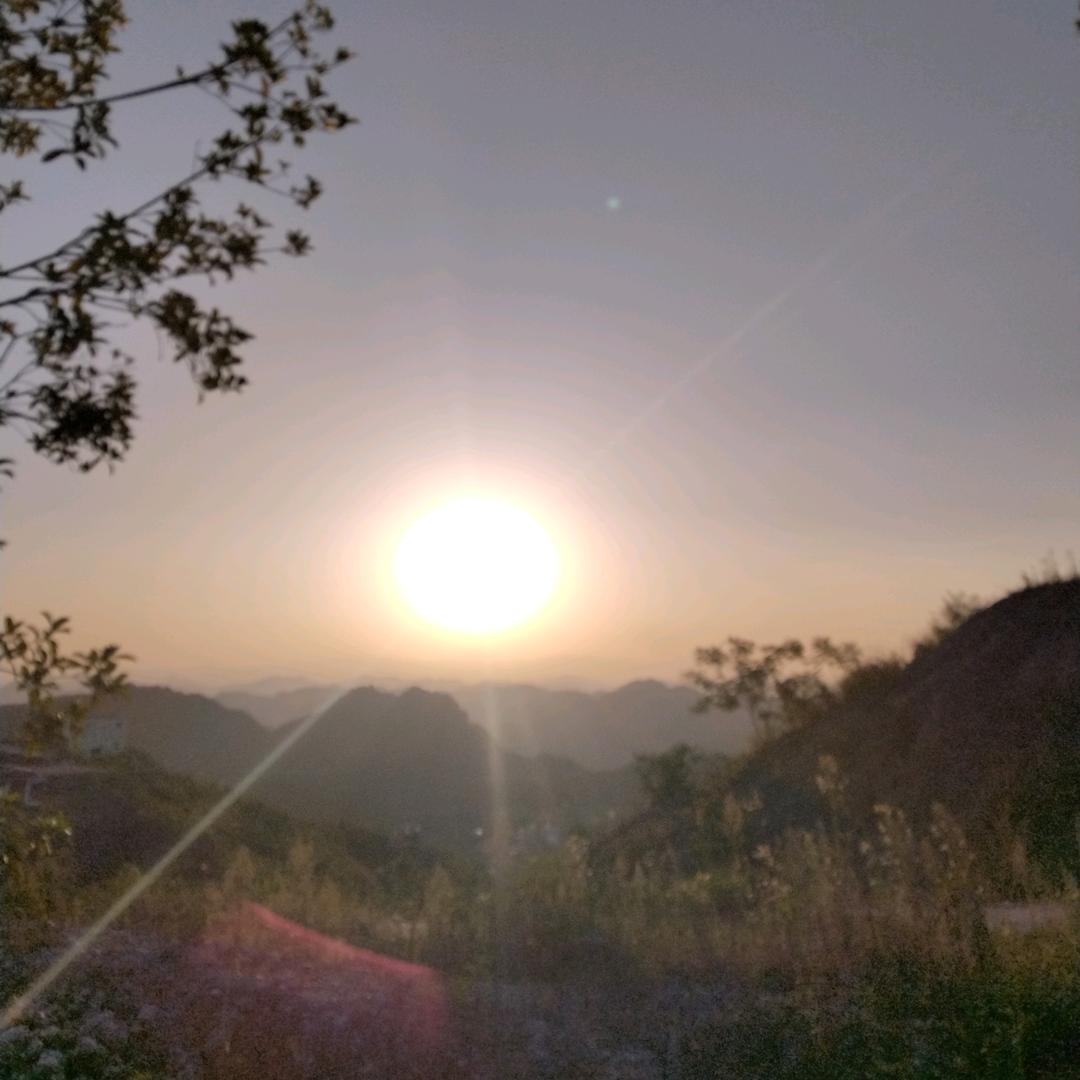 木之系