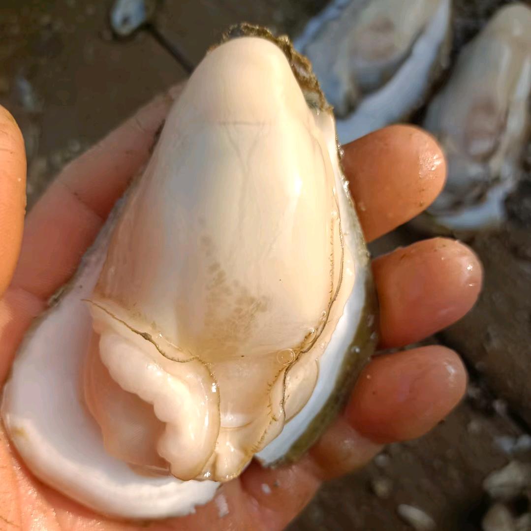 ≤淡淡的烟草味