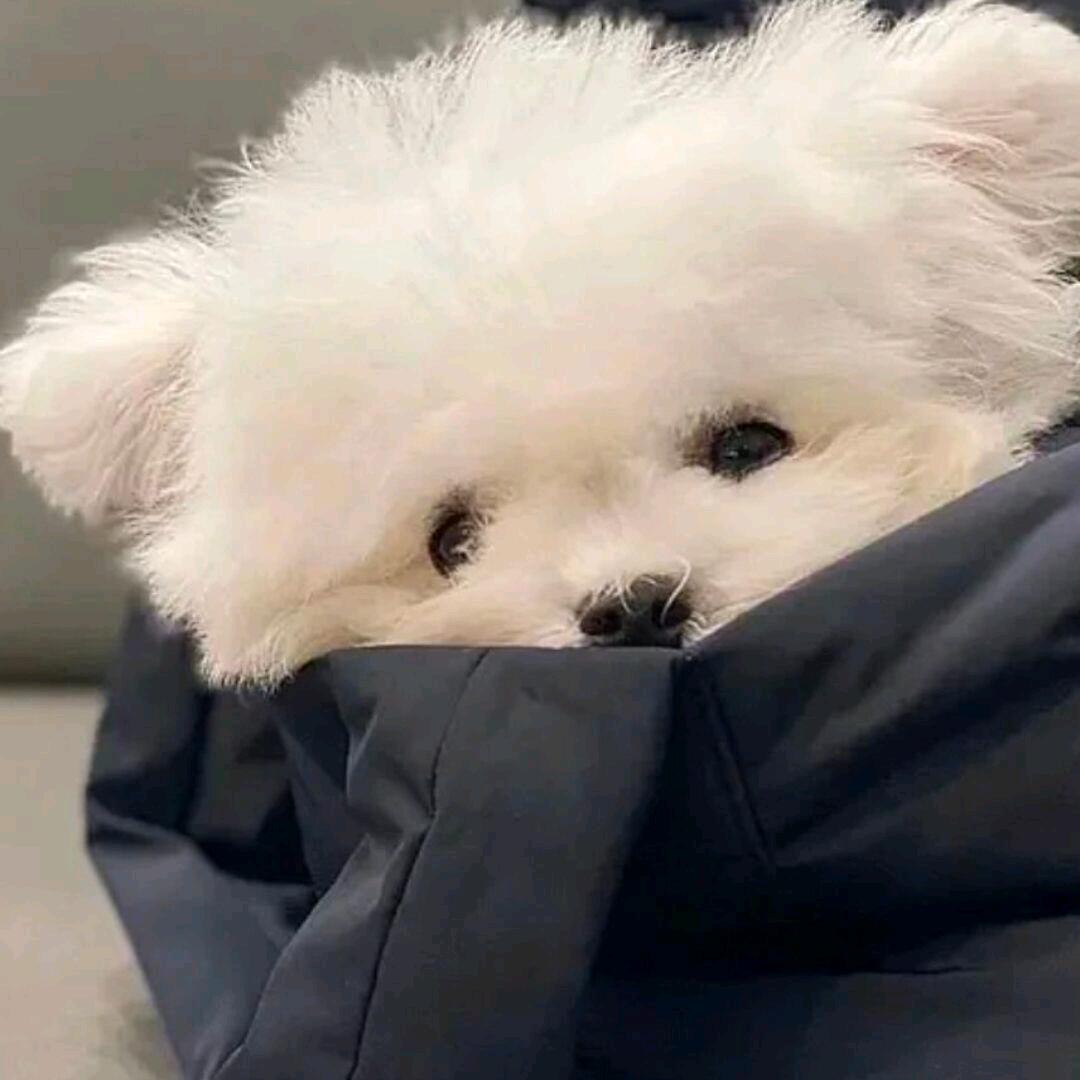 小猪🐖