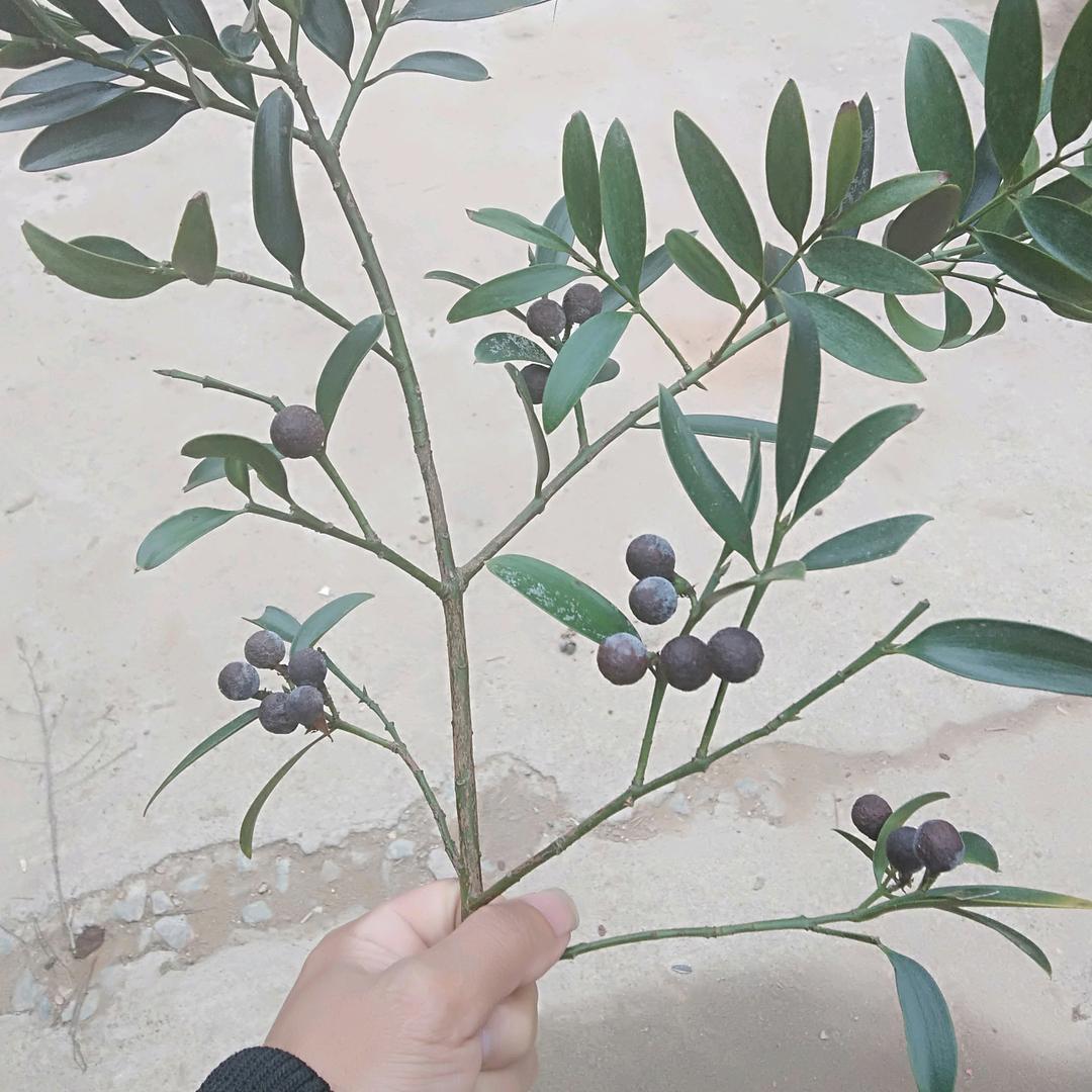 我是你永远得不到的小哥哥