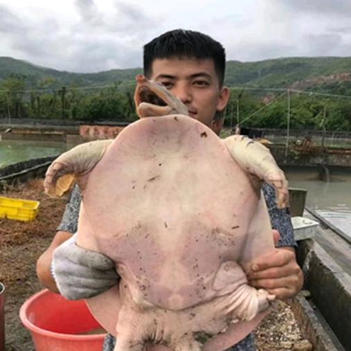 甲鱼鲜生(外塘生态)