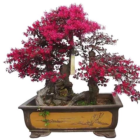 美美哒（光美）