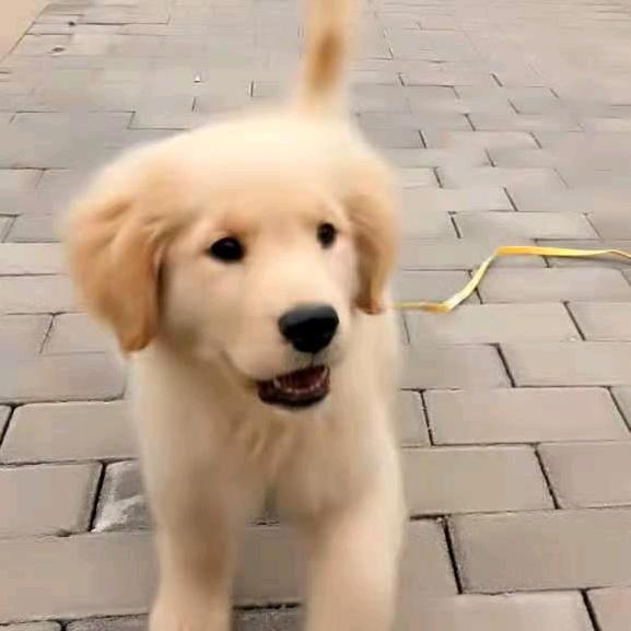 金毛公主哼嘟（武功山生态养殖土鸡鸭鹅）