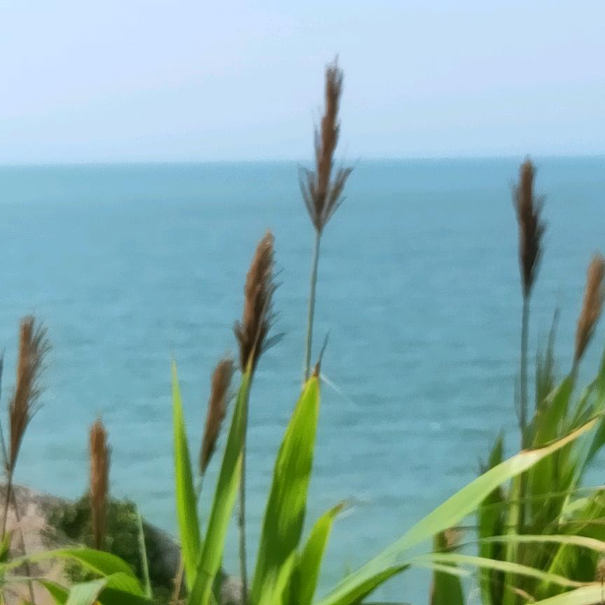 开心果