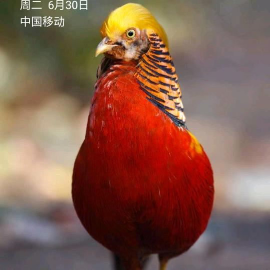 独饮杯中酒