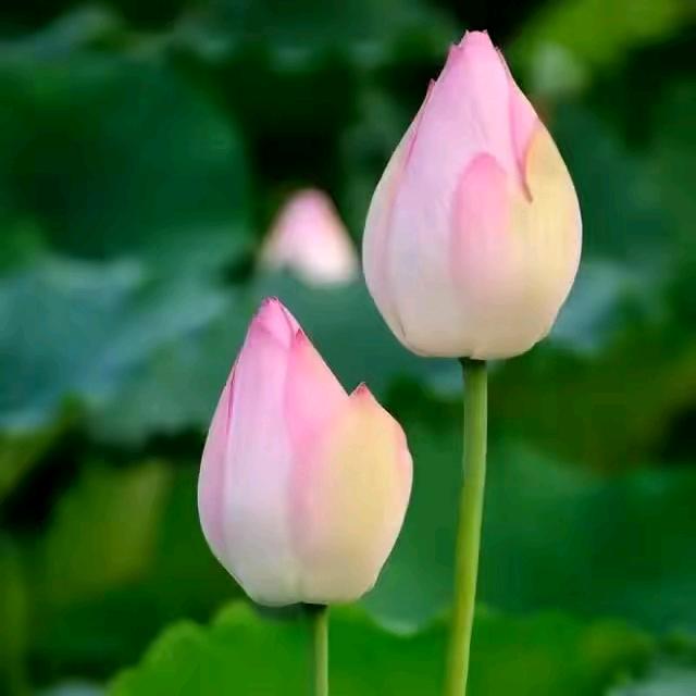 💕᭄ꦿ好运莲ོ࿆莲᭄🕊