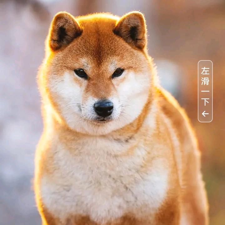 AA栋栋二手回收