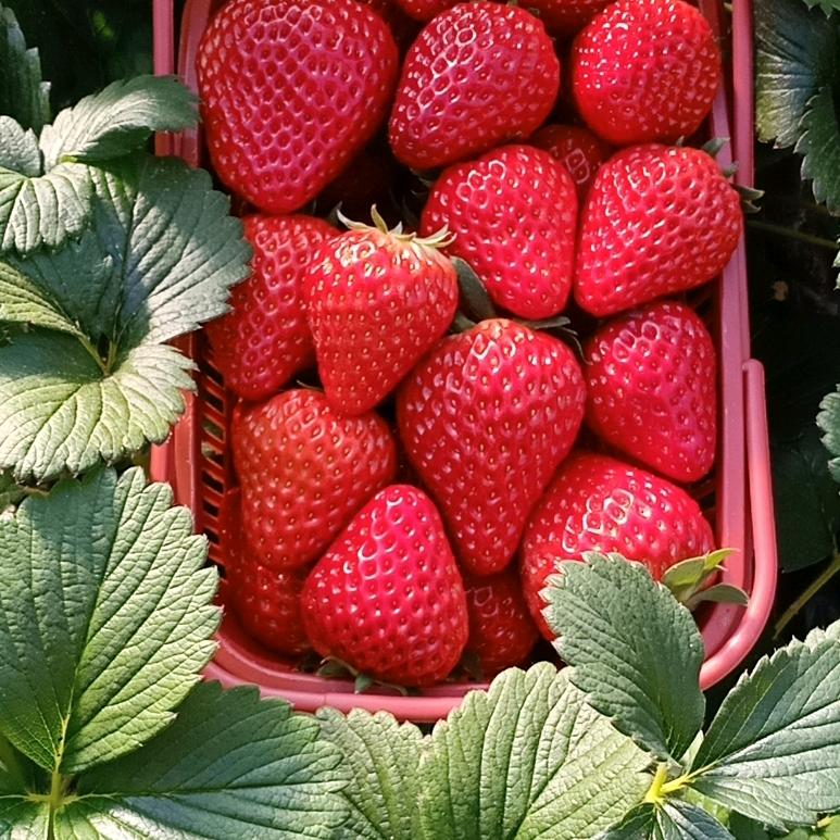 草莓🍓哥