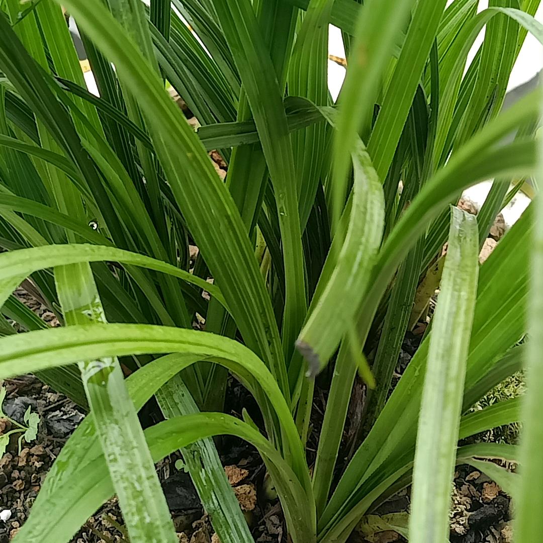 yujie65164