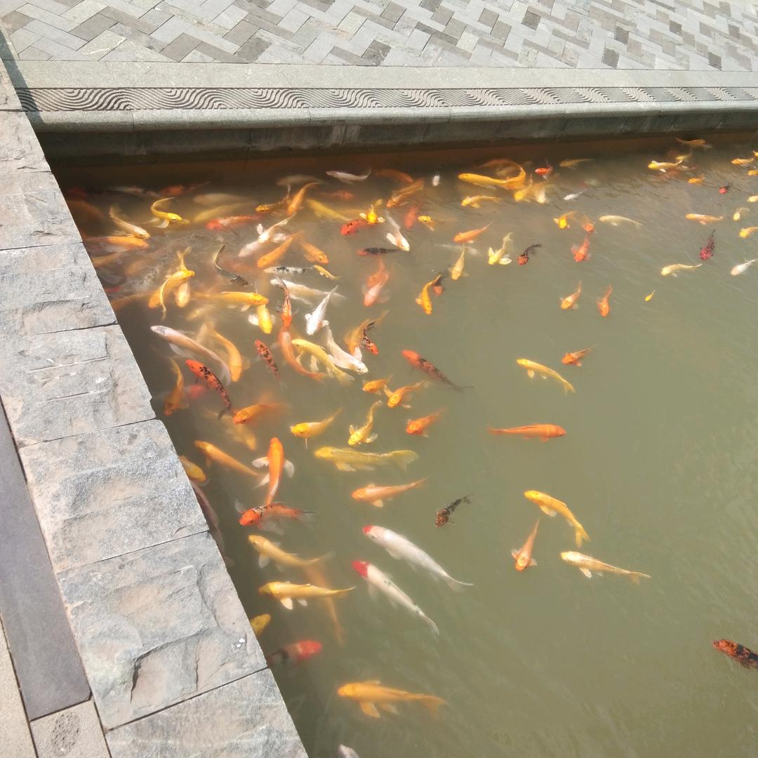 梧桐 树。