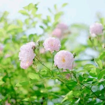 一声难言