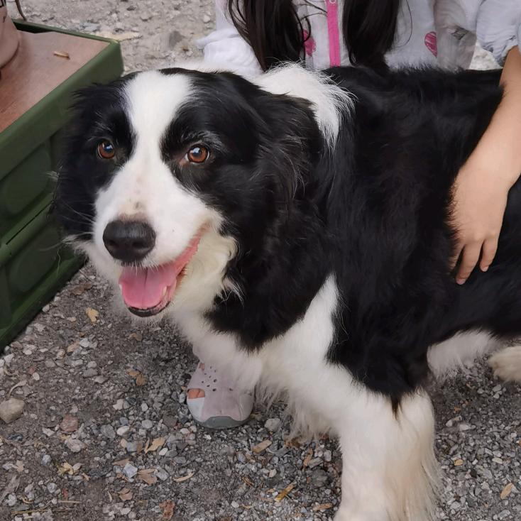 吃串串的土拨鼠