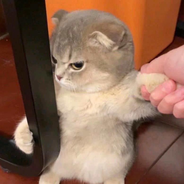 小马哥