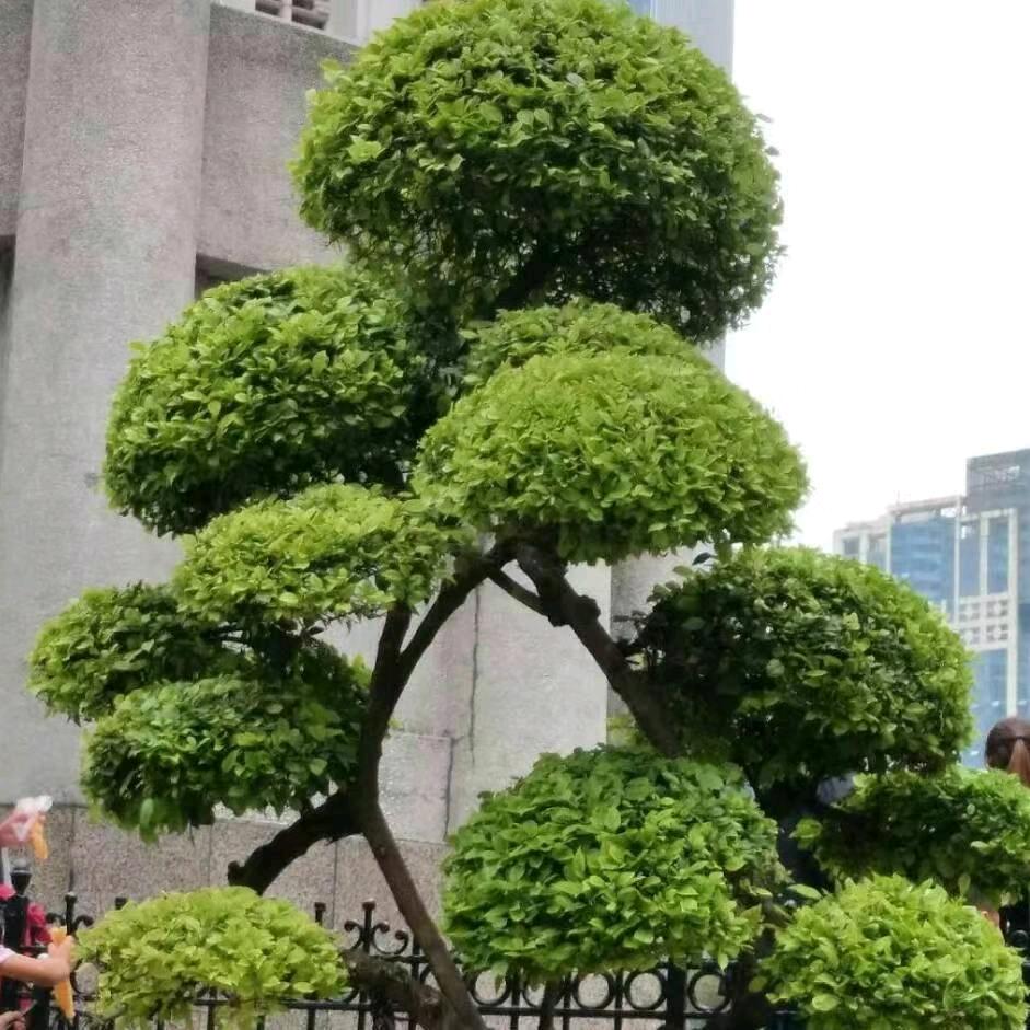 🍀余姐🌸