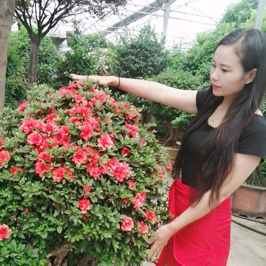 晶都花卉经营店