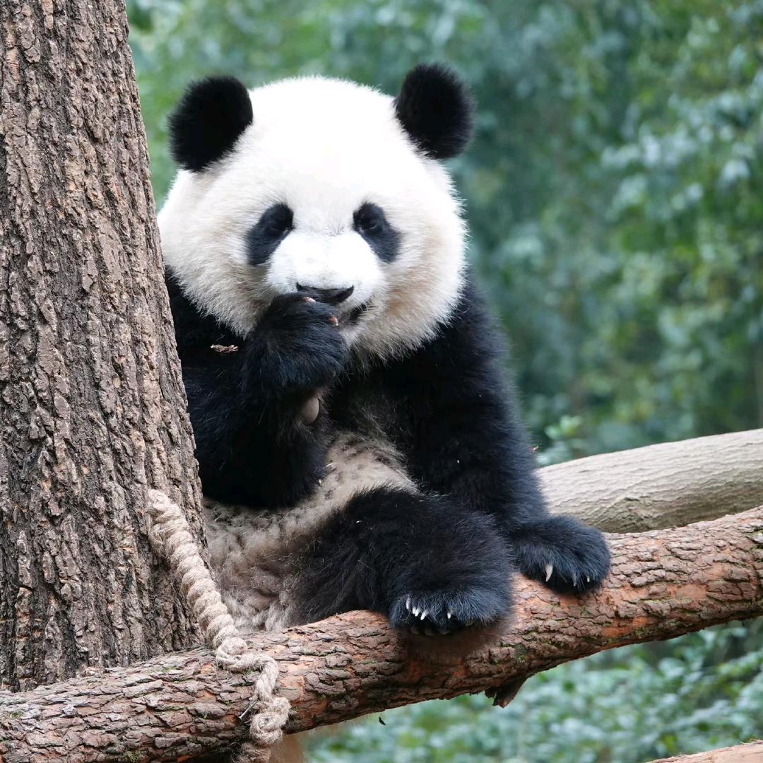 熊🐼粉多多