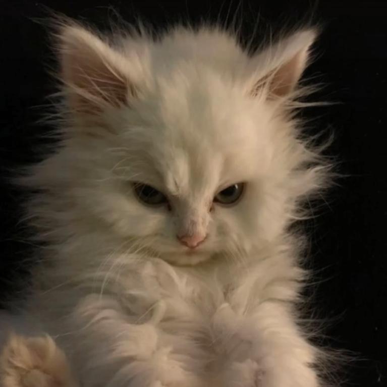 庄欣的频道爱好者