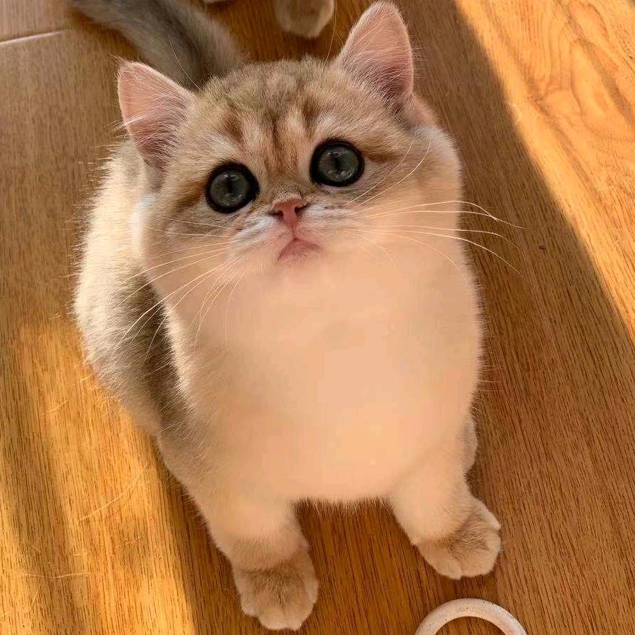 橡果子😘