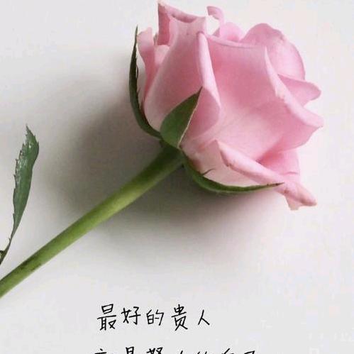 丫丫感悟语录