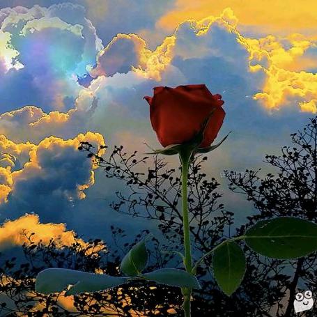 安和桥Bei的故事