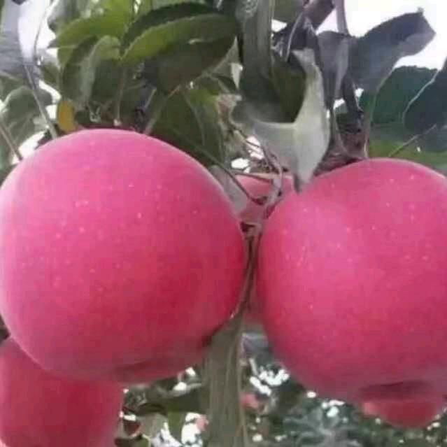 红苹果