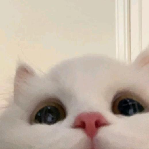 猫猫教和狗狗教教主