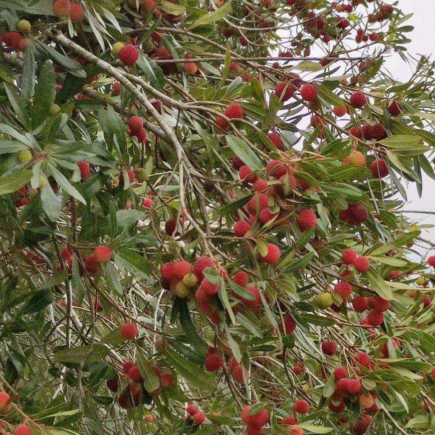 斌哥(这个人有点懒)