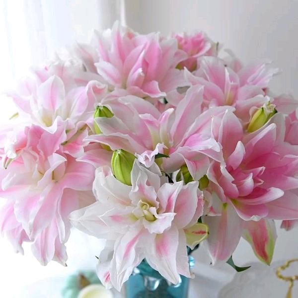 河南书涵鲜花