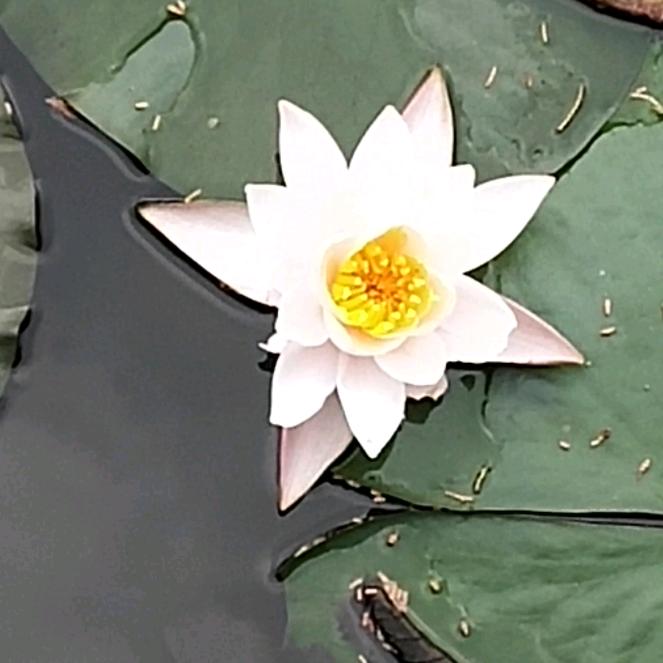 嘟嘟喂杜杜