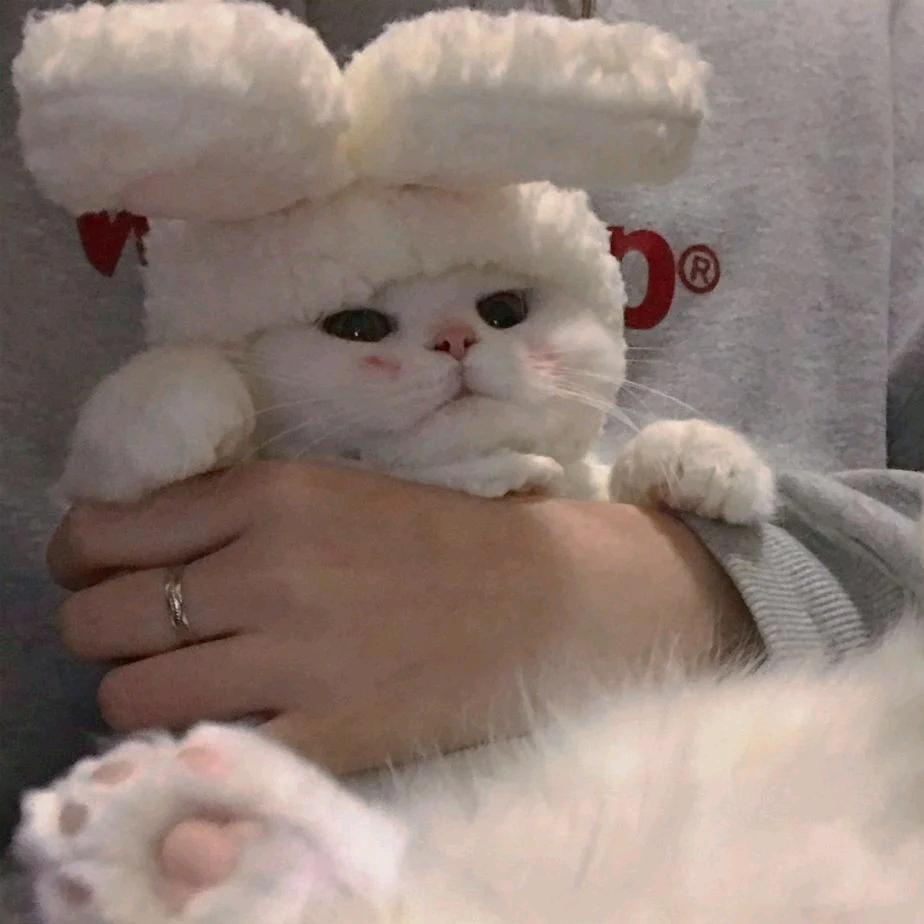 🐏咩