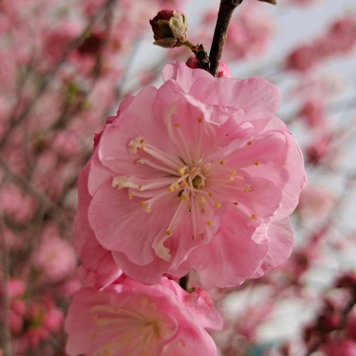 蝶恋花