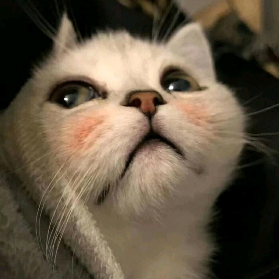 猫顺利.
