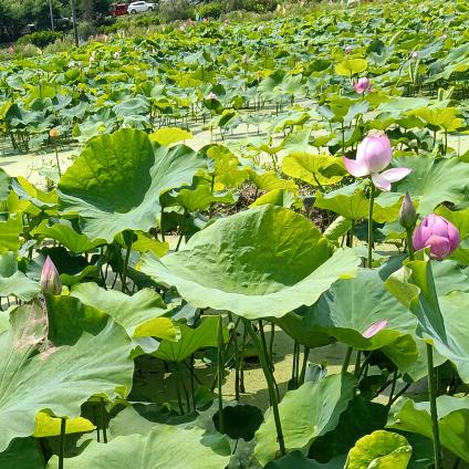 💛思思妈最美💜