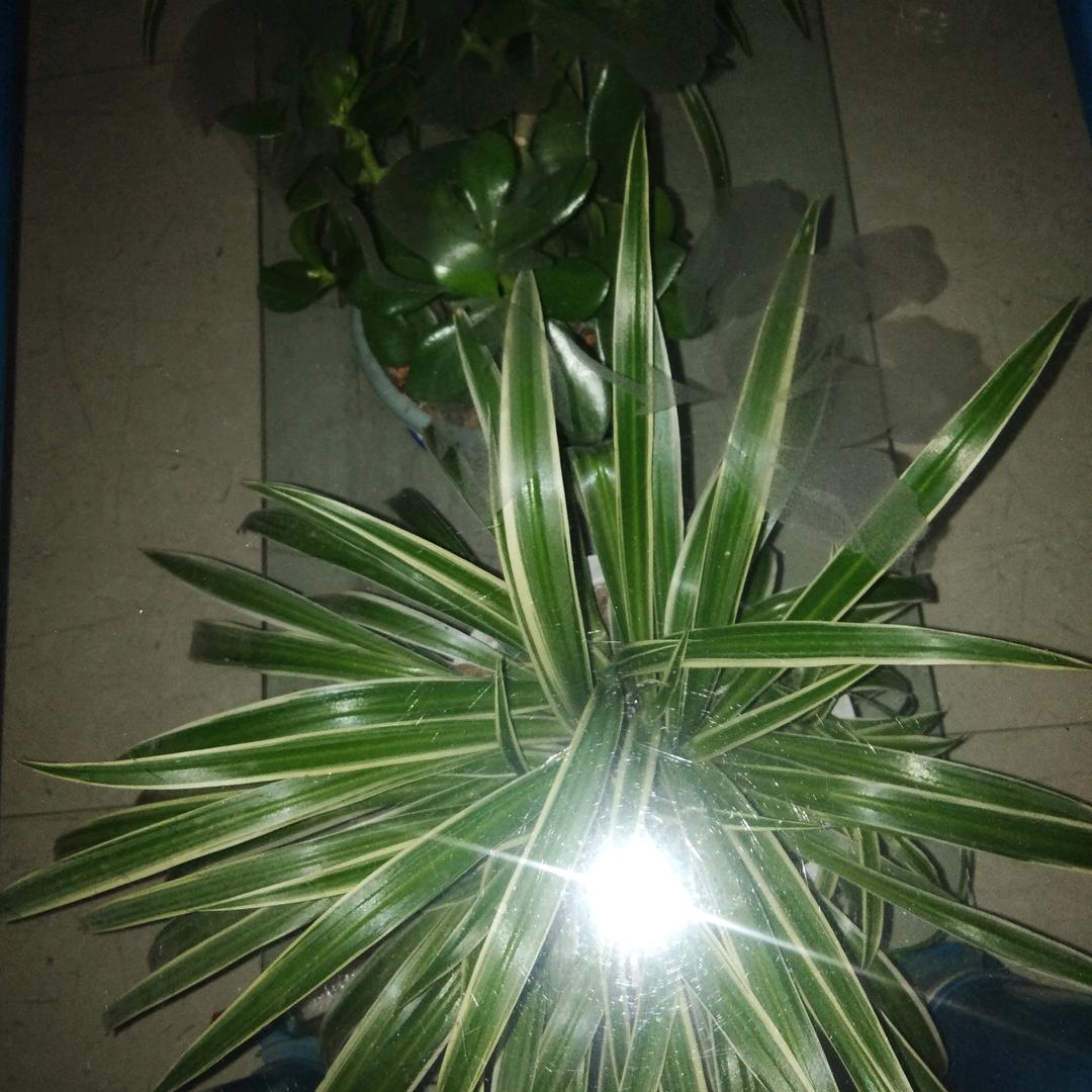 苹果之乡