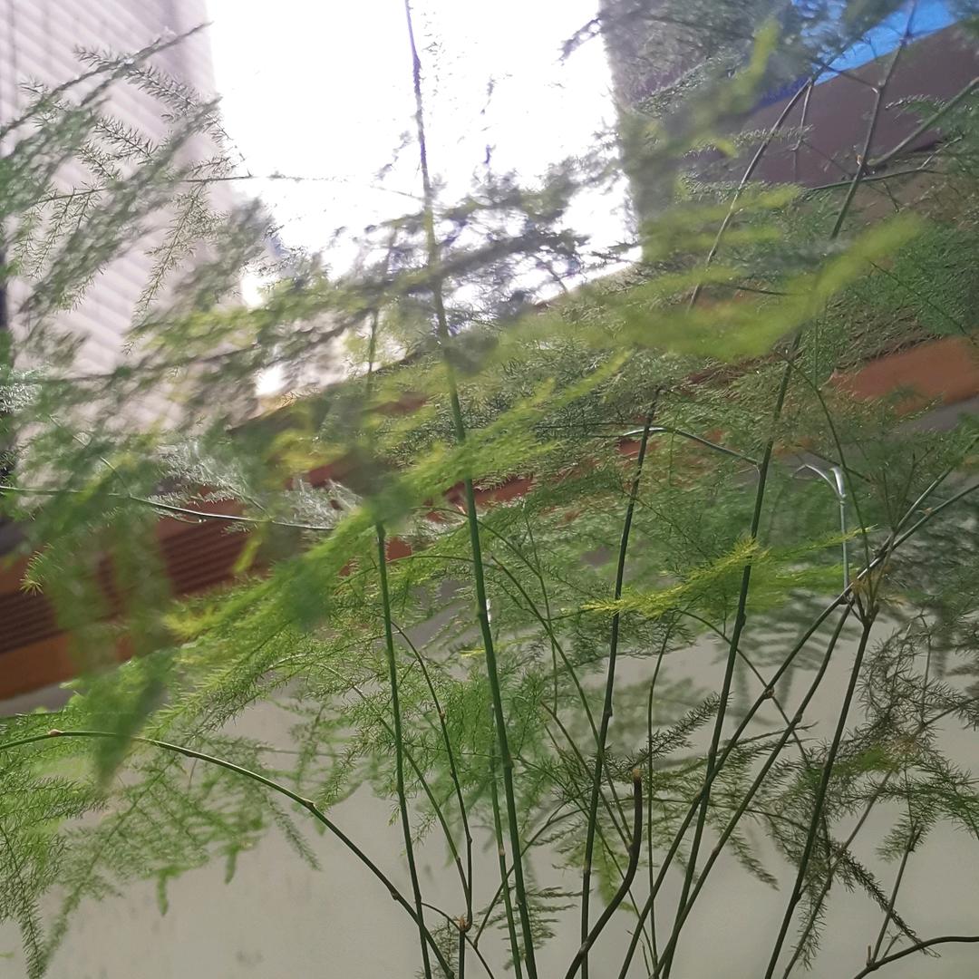 米牙