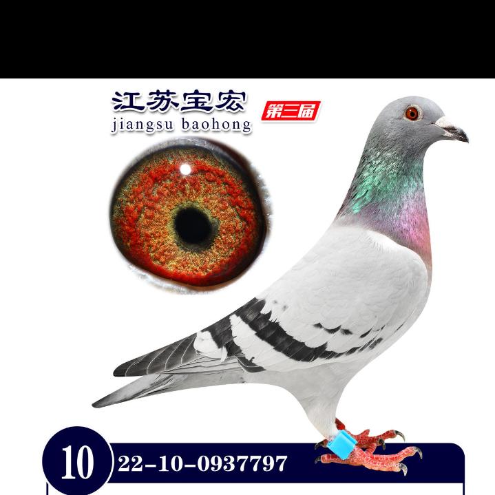 万宏鸽业-陈二楼