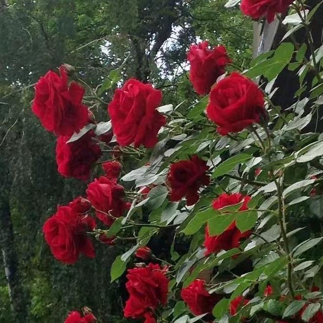 幸福的一家😘😘