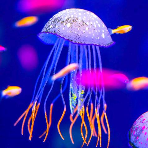 🌻扶摇直上🌻