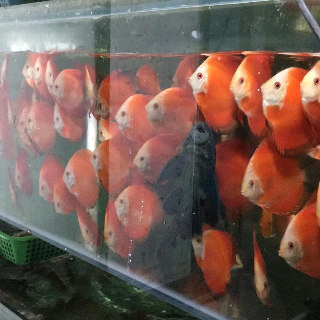 七彩神仙鱼批发零售